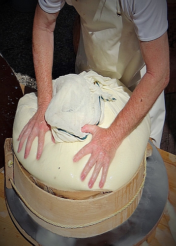 Artisan Cheesemaker pressing cheese by hand