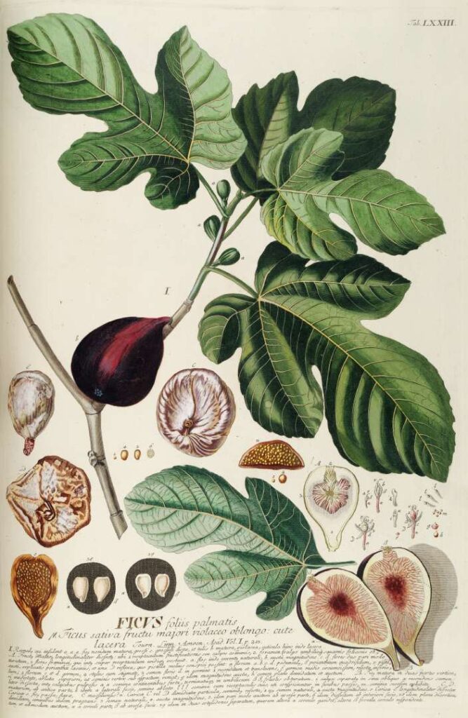 Botanical drawing of a fig from 1771