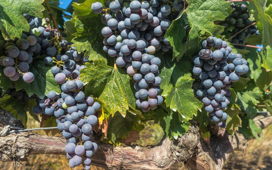 Three bunches of red grapes on a vine