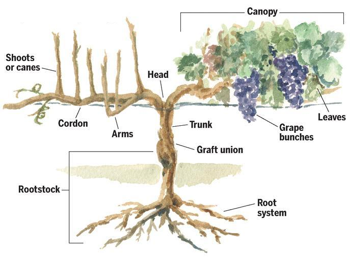 Diagram of a grape vine